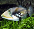 Picasso Trigger Fish